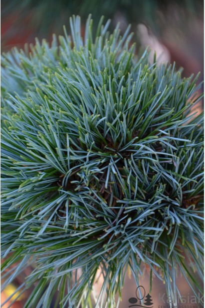 Сосна ’Blue Ball’